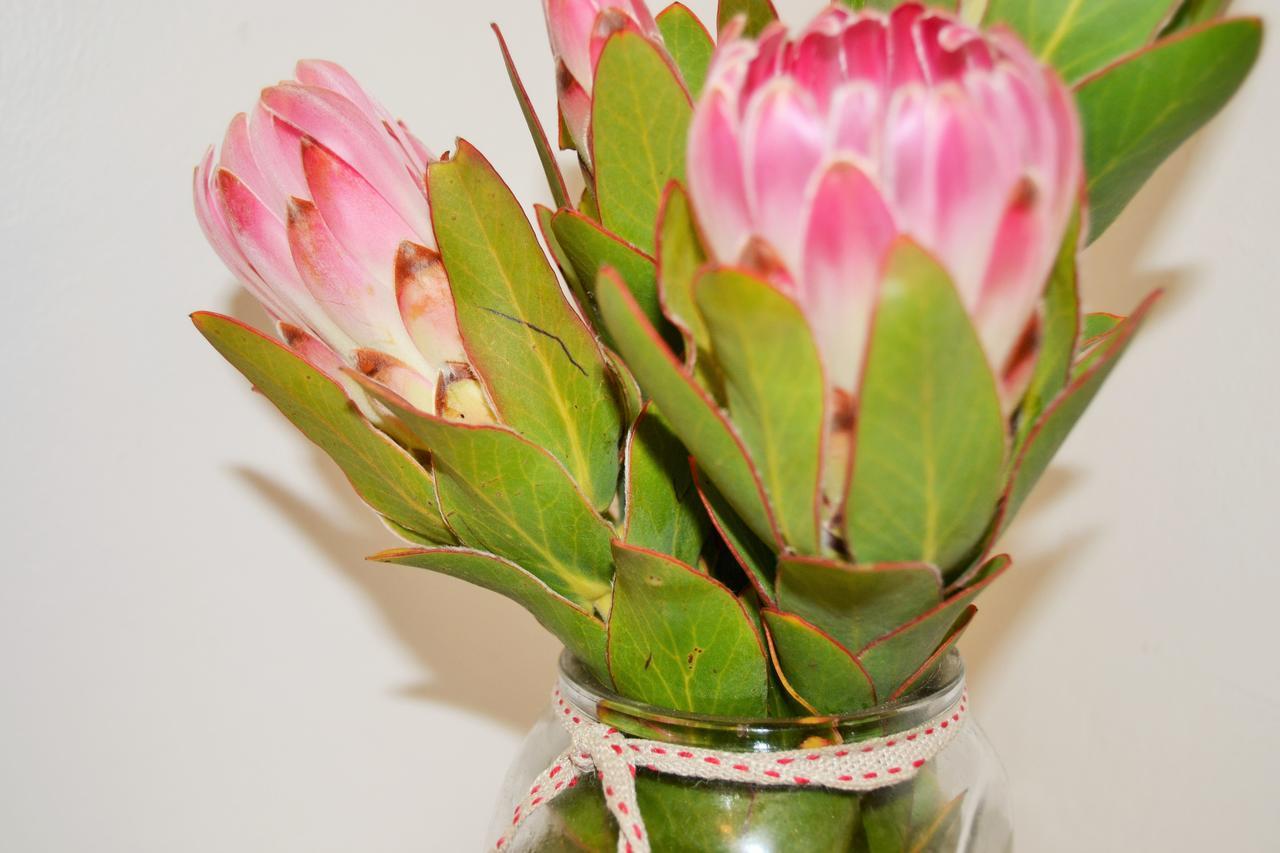 Agulhas Heights Self-Catering Cottages エクステリア 写真